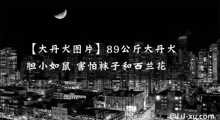 【大丹犬圖片】89公斤大丹犬膽小如鼠 害怕襪子和西蘭花