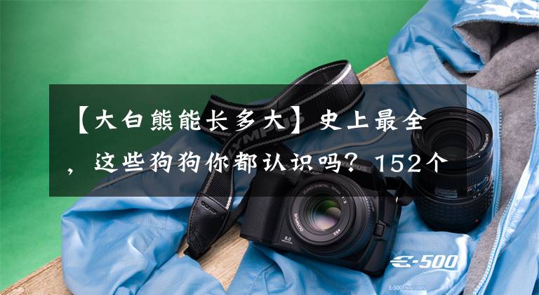 【大白熊能長多大】史上最全，這些狗狗你都認(rèn)識嗎？152個狗狗品種及介紹