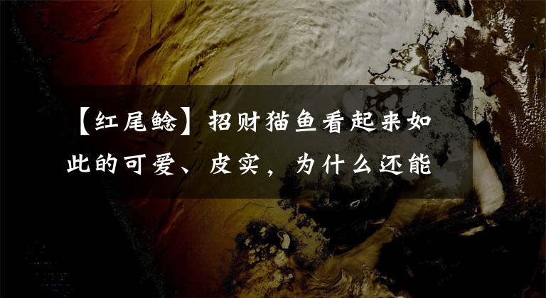 【紅尾鯰】招財(cái)貓魚看起來如此的可愛、皮實(shí)，為什么還能養(yǎng)死了呢？