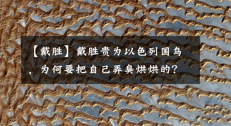 【戴勝】戴勝貴為以色列國鳥，為何要把自己弄臭烘烘的？竟是為了后代存活