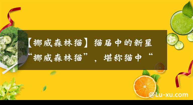 【挪威森林貓】貓屆中的新星“挪威森林貓”，堪稱貓中“貴族”，氣質(zhì)滿滿