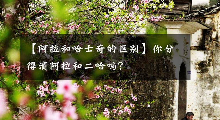 【阿拉和哈士奇的區(qū)別】你分得清阿拉和二哈嗎？