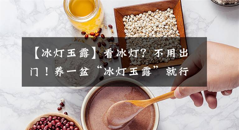 【冰燈玉露】看冰燈？不用出門！養(yǎng)一盆“冰燈玉露”就行啦！