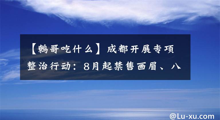 【鷯哥吃什么】成都開展專項整治行動：8月起禁售畫眉、八哥、鷯哥