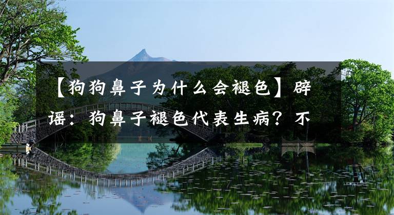 【狗狗鼻子為什么會褪色】辟謠：狗鼻子褪色代表生??？不對，聽收容所講狗狗鼻頭顏色的秘密