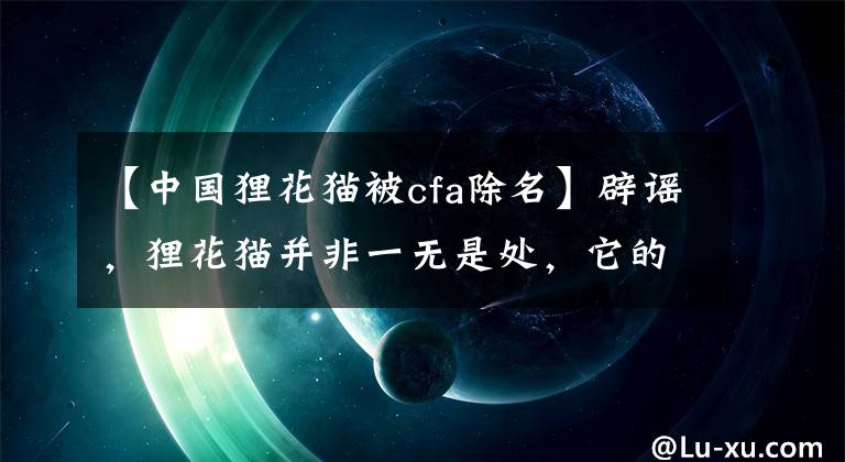 【中國貍花貓被cfa除名】辟謠，貍花貓并非一無是處，它的優(yōu)點是品種貓拍馬而不能及的