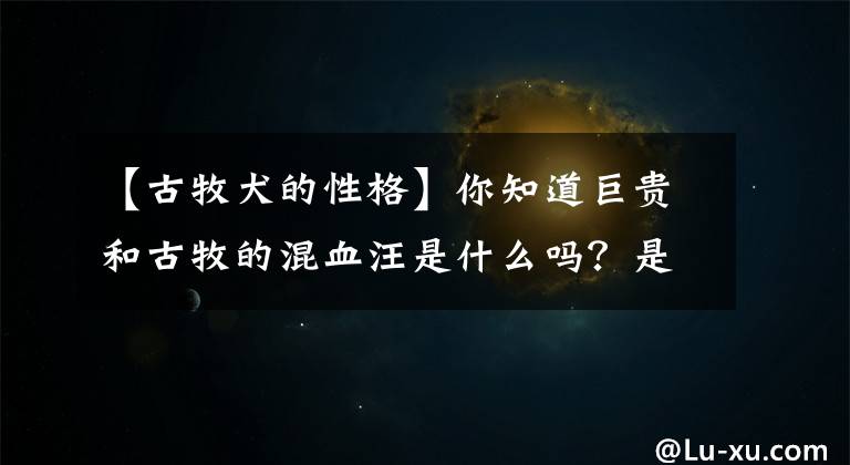 【古牧犬的性格】你知道巨貴和古牧的混血汪是什么嗎？是史努比?。?></a></div> <div   id=