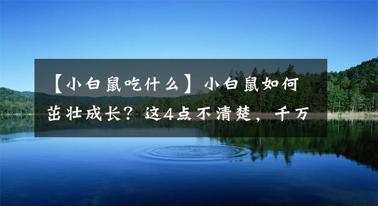 【小白鼠吃什么】小白鼠如何茁壯成長(zhǎng)？這4點(diǎn)不清楚，千萬別養(yǎng)小白鼠