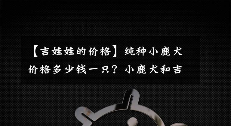 【吉娃娃的價格】純種小鹿犬價格多少錢一只？小鹿犬和吉娃娃的區(qū)別？