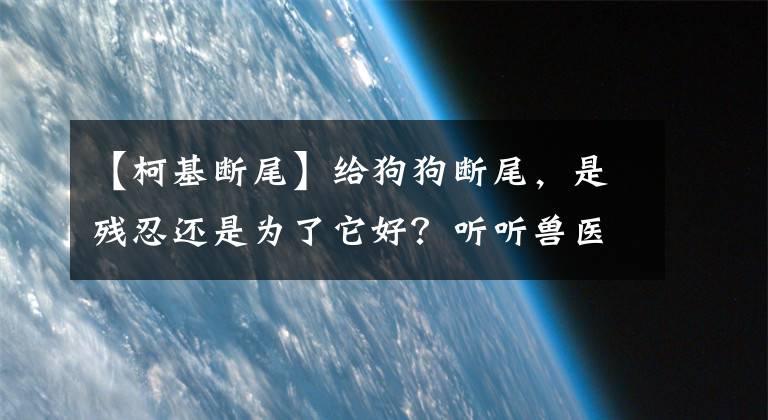 【柯基斷尾】給狗狗斷尾，是殘忍還是為了它好？聽聽獸醫(yī)怎么說！