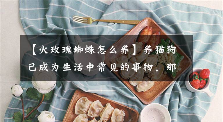 【火玫瑰蜘蛛怎么養(yǎng)】養(yǎng)貓狗已成為生活中常見的事物，那養(yǎng)蜘蛛呢？你想養(yǎng)奇葩寵物嗎