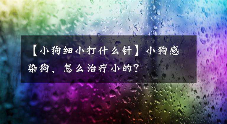 【小狗細(xì)小打什么針】小狗感染狗，怎么治療小的？