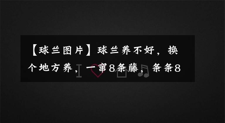 【球蘭圖片】球蘭養(yǎng)不好，換個地方養(yǎng)，一竄8條藤，條條8米長，掛滿大花球