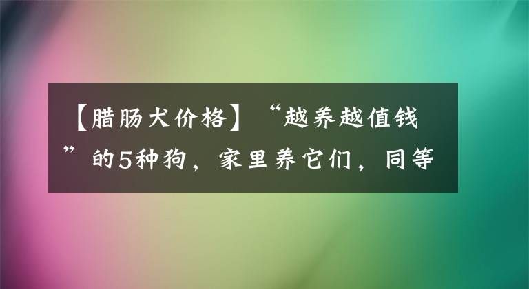 【臘腸犬價(jià)格】“越養(yǎng)越值錢”的5種狗，家里養(yǎng)它們，同等于投資