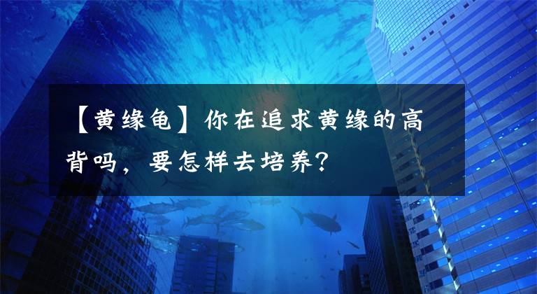 【黃緣龜】你在追求黃緣的高背嗎，要怎樣去培養(yǎng)？