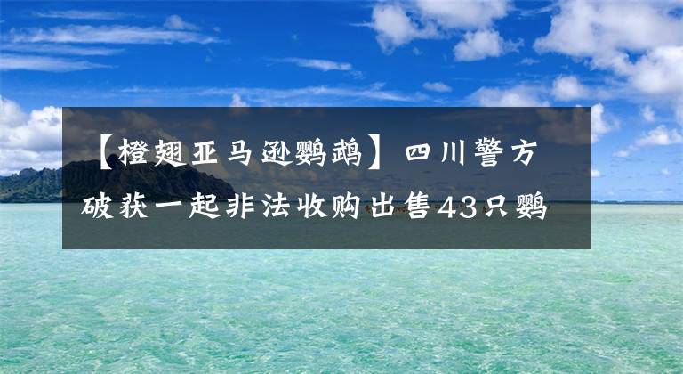 【橙翅亞馬遜鸚鵡】四川警方破獲一起非法收購出售43只鸚鵡案，12人被起訴