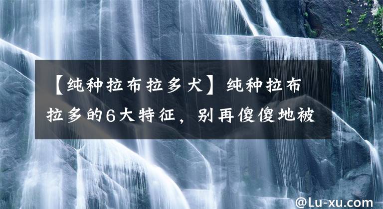 【純種拉布拉多犬】純種拉布拉多的6大特征，別再傻傻地被騙了