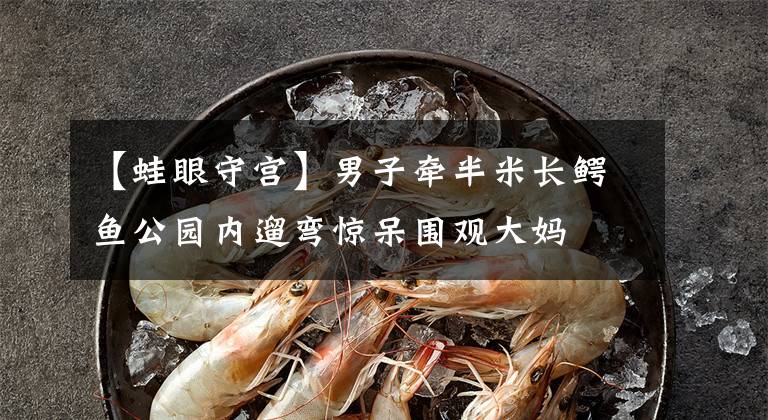 【蛙眼守宮】男子牽半米長(zhǎng)鱷魚(yú)公園內(nèi)遛彎驚呆圍觀大媽