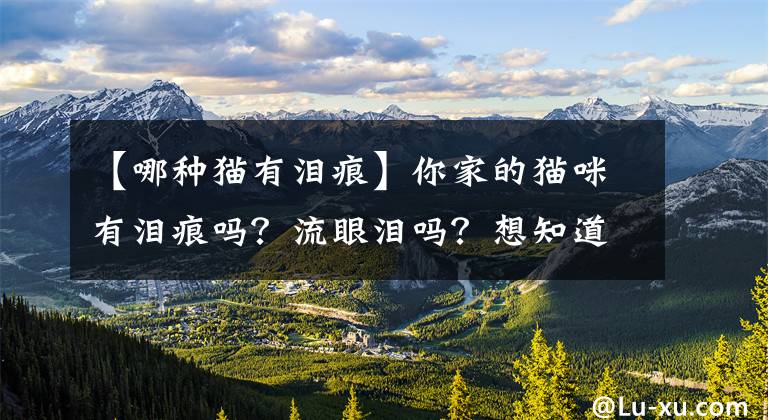 【哪種貓有淚痕】你家的貓咪有淚痕嗎？流眼淚嗎？想知道原因嗎？