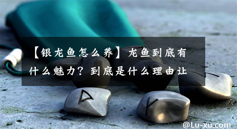 【銀龍魚怎么養(yǎng)】龍魚到底有什么魅力？到底是什么理由讓很多魚友都想養(yǎng)？