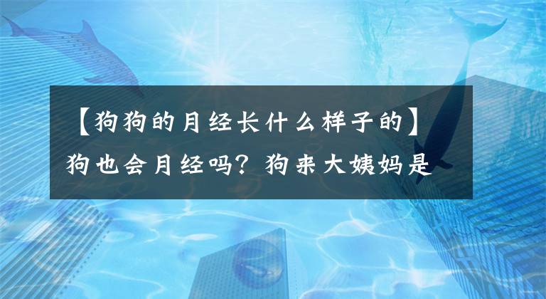 【狗狗的月經(jīng)長(zhǎng)什么樣子的】狗也會(huì)月經(jīng)嗎？狗來(lái)大姨媽是什么樣子的？