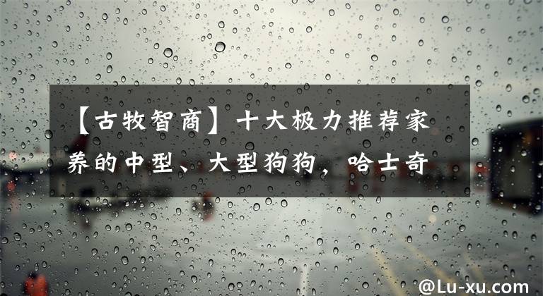 【古牧智商】十大極力推薦家養(yǎng)的中型、大型狗狗，哈士奇竟然還能上榜