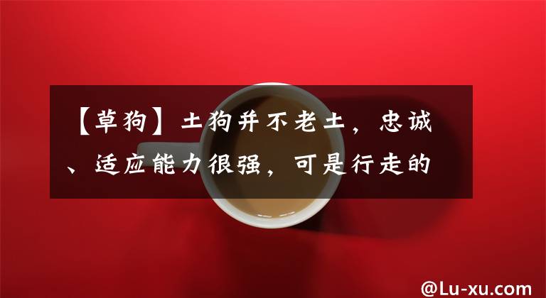 【草狗】土狗并不老土，忠誠、適應能力很強，可是行走的歷史活化石