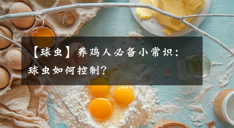 【球蟲】養(yǎng)雞人必備小常識：球蟲如何控制？