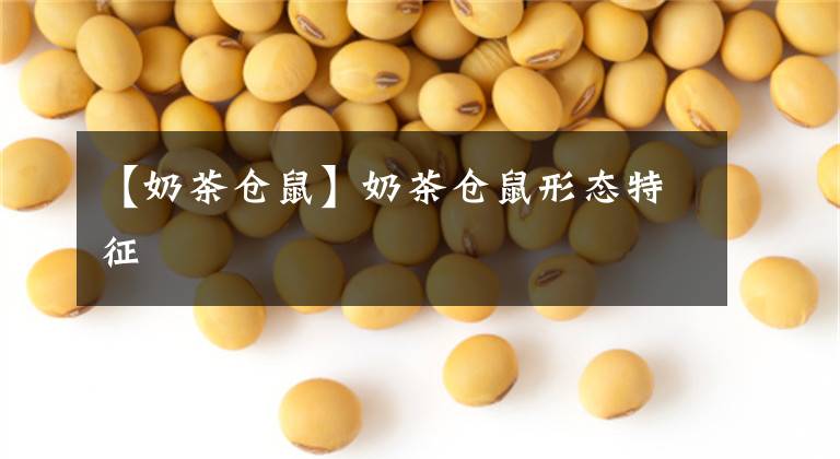 【奶茶倉(cāng)鼠】奶茶倉(cāng)鼠形態(tài)特征