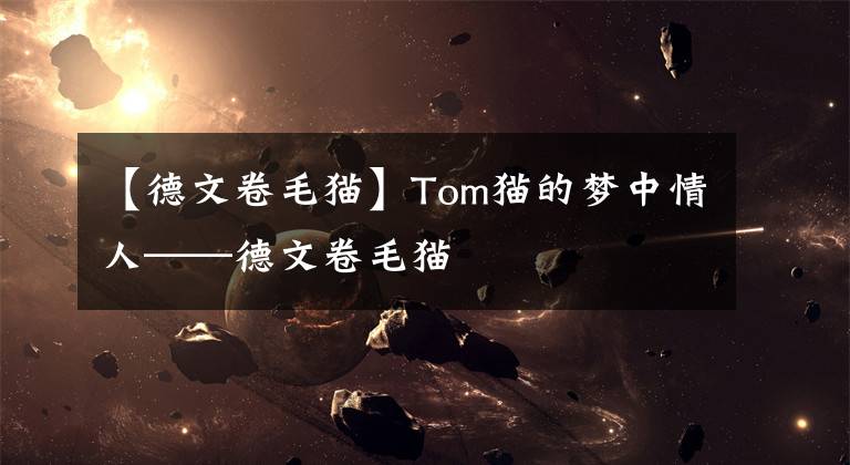 【德文卷毛貓】Tom貓的夢(mèng)中情人——德文卷毛貓