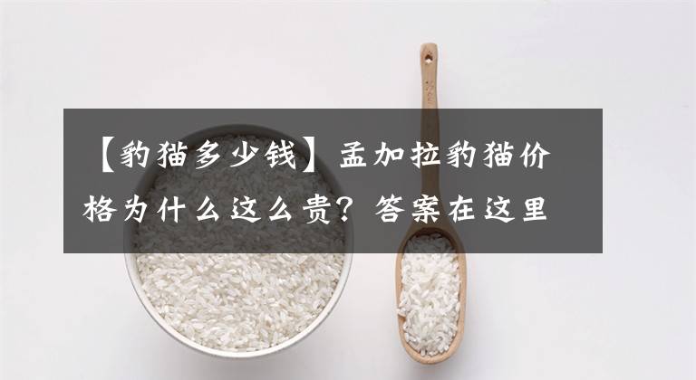 【豹貓多少錢(qián)】孟加拉豹貓價(jià)格為什么這么貴？答案在這里