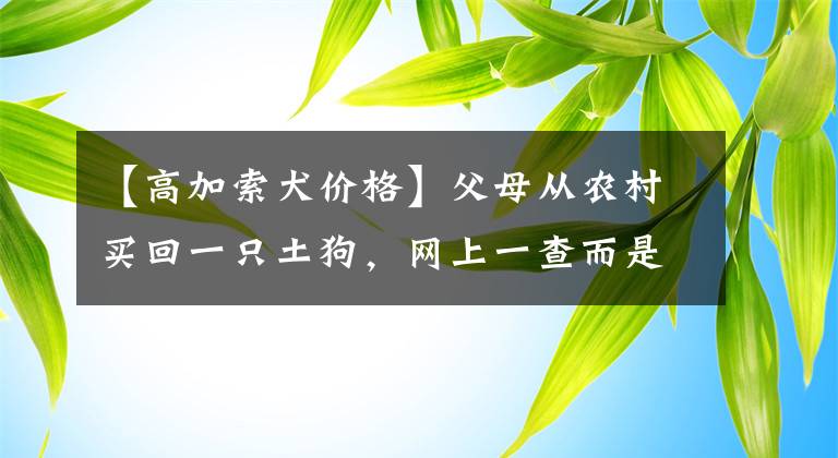 【高加索犬價格】父母從農(nóng)村買回一只土狗，網(wǎng)上一查而是價值不菲的高加索犬！