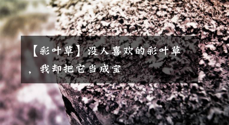 【彩葉草】沒(méi)人喜歡的彩葉草，我卻把它當(dāng)成寶