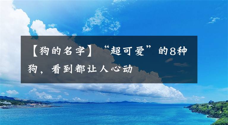 【狗的名字】“超可愛”的8種狗，看到都讓人心動(dòng)