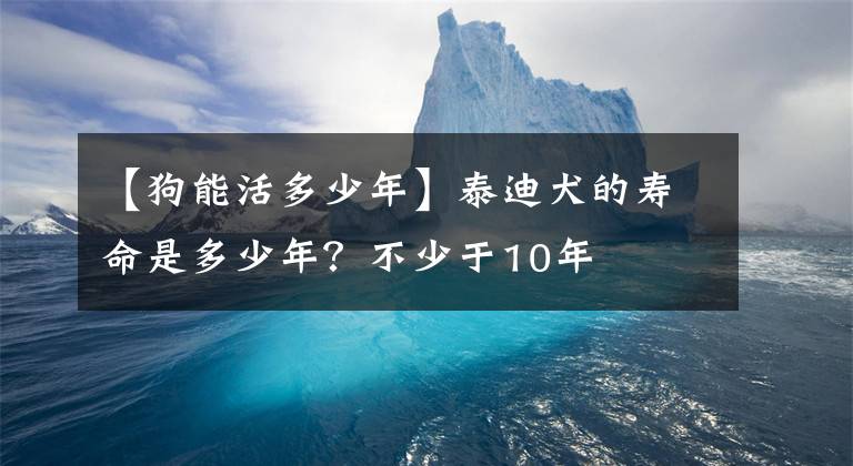 【狗能活多少年】泰迪犬的壽命是多少年？不少于10年