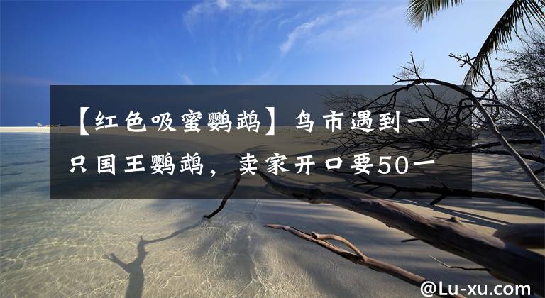 【紅色吸蜜鸚鵡】鳥市遇到一只國王鸚鵡，賣家開口要50一只，可惜受傷了要不要買？