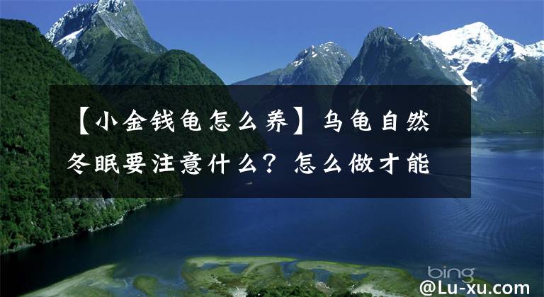 【小金錢龜怎么養(yǎng)】烏龜自然冬眠要注意什么？怎么做才能讓它安全過冬？