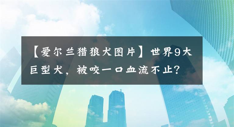 【愛爾蘭獵狼犬圖片】世界9大巨型犬，被咬一口血流不止？其實是溫柔的大狗