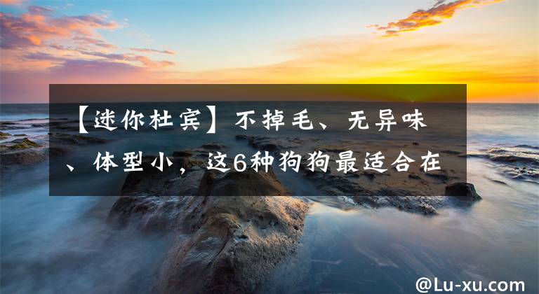 【迷你杜賓】不掉毛、無異味、體型小，這6種狗狗最適合在城市里養(yǎng)