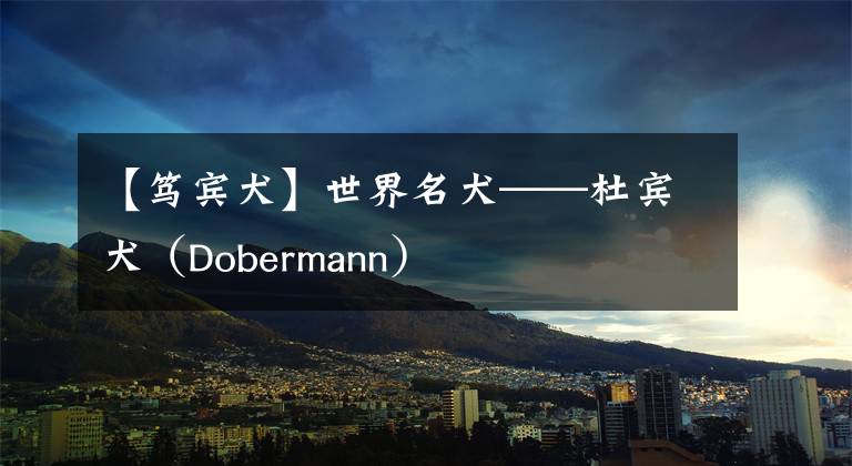 【篤賓犬】世界名犬——杜賓犬（Dobermann）