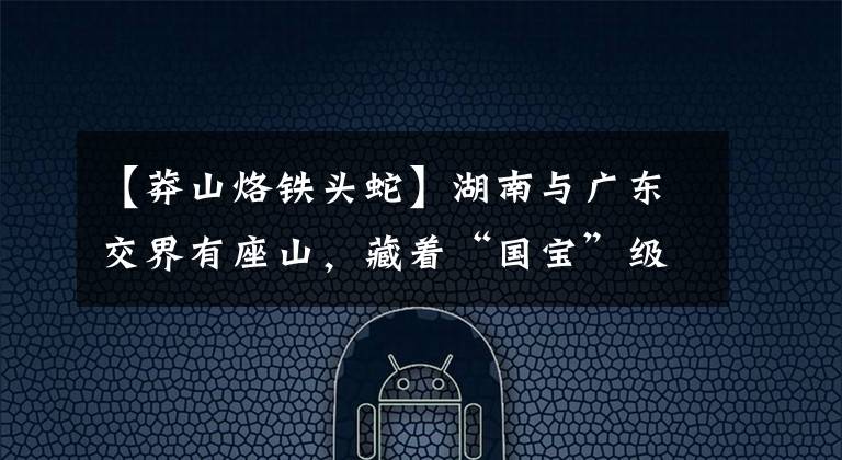 【莽山烙鐵頭蛇】湖南與廣東交界有座山，藏著“國(guó)寶”級(jí)毒蛇，數(shù)量稀少一條值百萬(wàn)