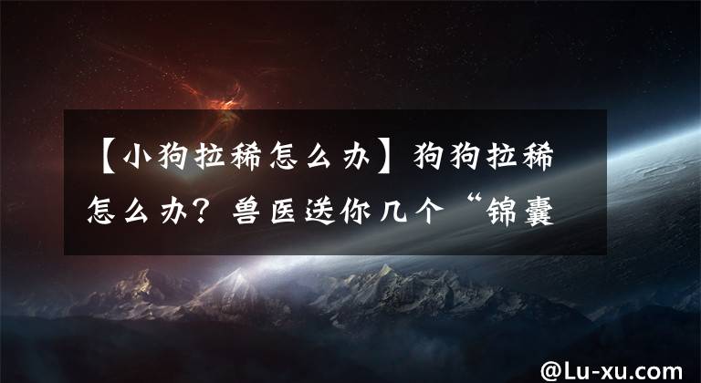 【小狗拉稀怎么辦】狗狗拉稀怎么辦？獸醫(yī)送你幾個“錦囊”，這樣治沒毛病