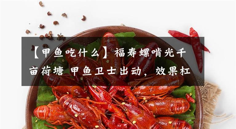 【甲魚吃什么】福壽螺啃光千畝荷塘 甲魚衛(wèi)士出動，效果杠杠的