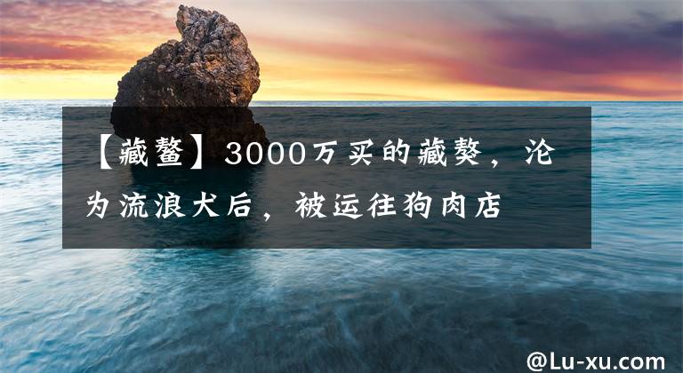 【藏鰲】3000萬(wàn)買的藏獒，淪為流浪犬后，被運(yùn)往狗肉店