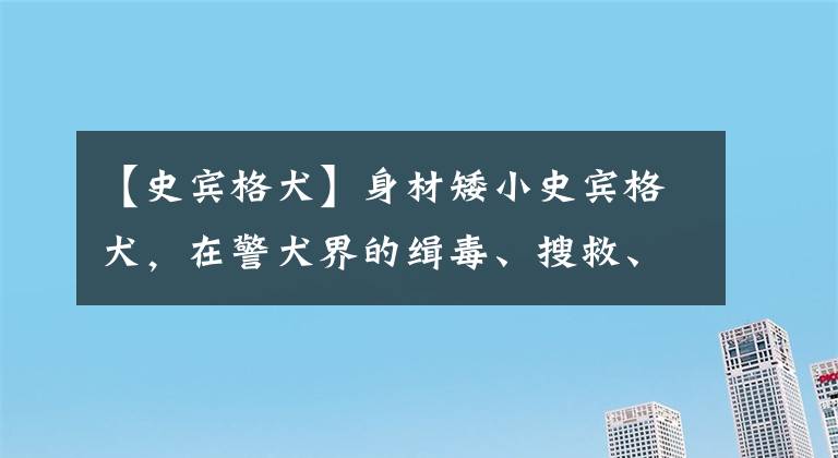 【史賓格犬】身材矮小史賓格犬，在警犬界的緝毒、搜救、搜爆三個領(lǐng)域榮獲第一