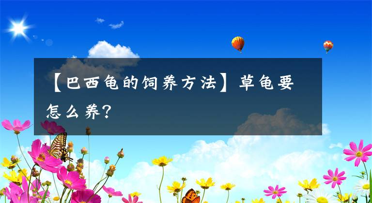 【巴西龜?shù)娘曫B(yǎng)方法】草龜要怎么養(yǎng)？