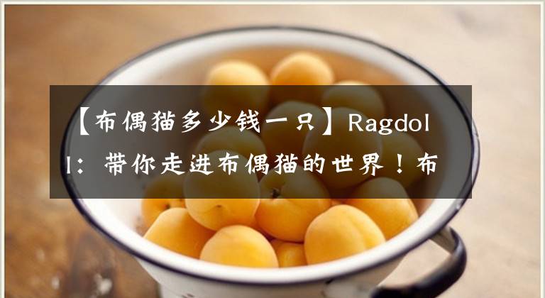 【布偶貓多少錢一只】Ragdoll：帶你走進布偶貓的世界！布偶貓多少錢一只？