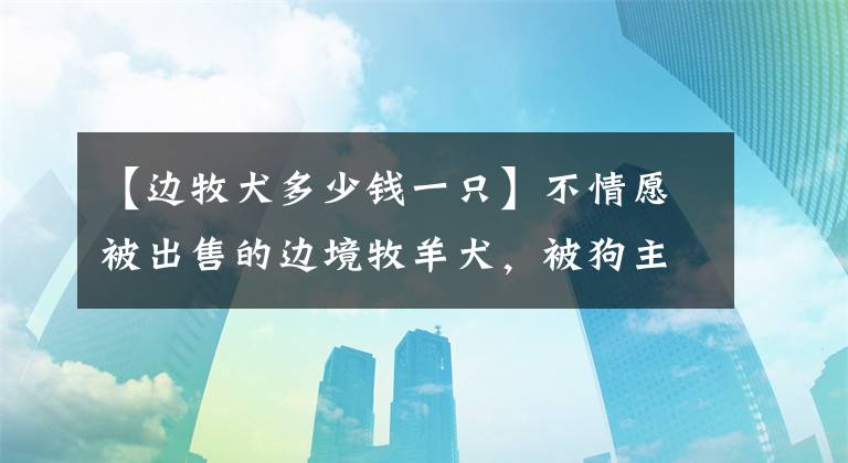 【邊牧犬多少錢一只】不情愿被出售的邊境牧羊犬，被狗主人強行拉到狗市400元出售！