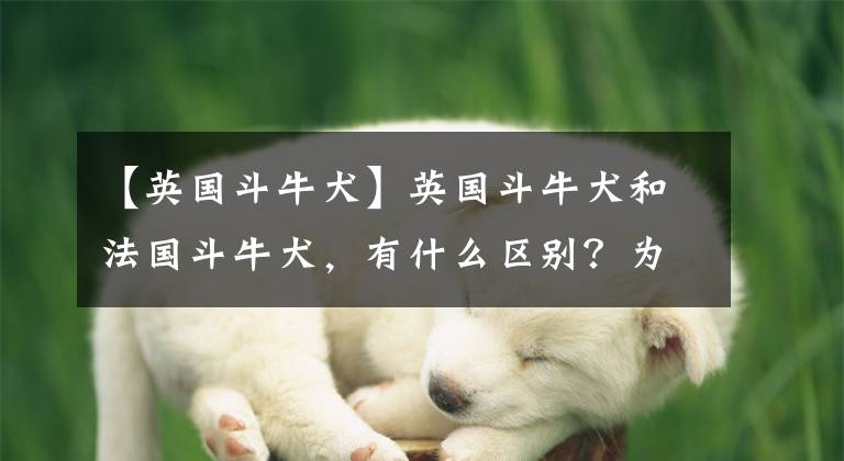 【英國斗牛犬】英國斗牛犬和法國斗牛犬，有什么區(qū)別？為什么價(jià)格那么高？