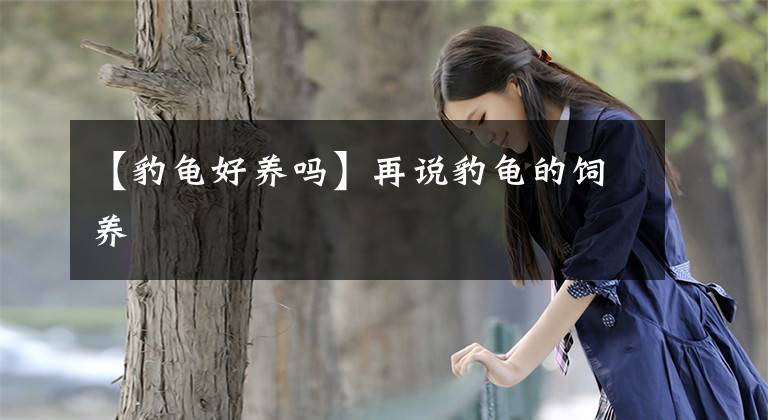 【豹龜好養(yǎng)嗎】再說豹龜?shù)娘曫B(yǎng)